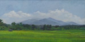 Paddy Fields - Sri Lanka